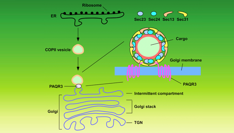 陈雁研究组发现细胞内囊泡运输新型调控机制