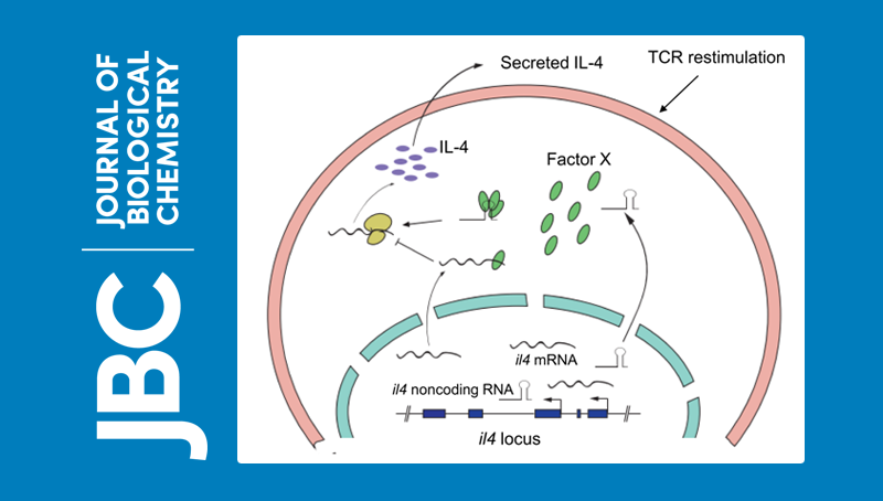 常兴研究组发现在Th2细胞中lncRNA通过促进翻译调控细胞因子IL4的表达