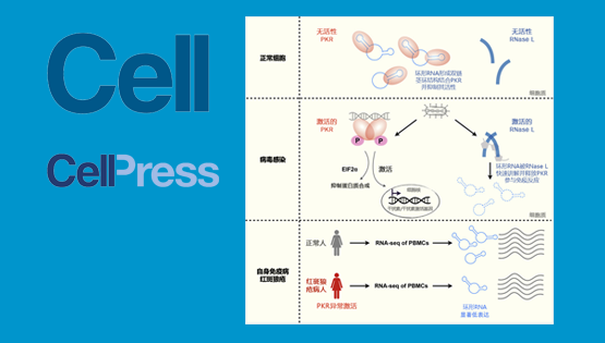 杨力研究组合作揭示环形RNA在天然免疫过程中的重要功能