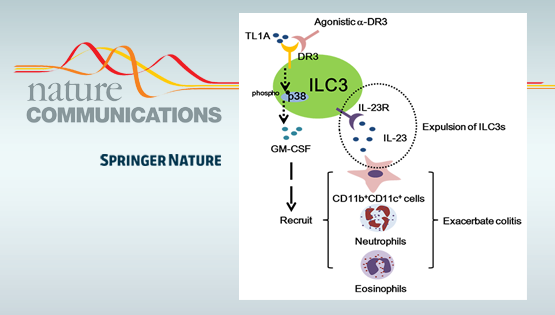 邱菊研究组发现DR3信号通路通过调控ILC3从而调节肠道炎症的新机制