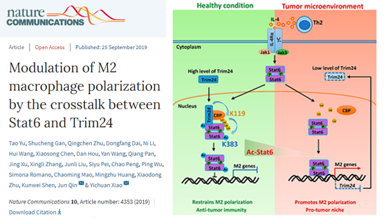 肖意传组合作发现Stat6乙酰化调控抗肿瘤免疫反应的新机制