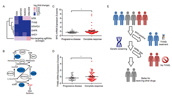郎靖瑜研究组揭示胸苷酸合成酶抑制剂药物敏感性预测标志物