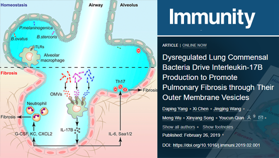 钱友存课题组发现紊乱的肺部微生态通过调控白介素-17B的表达促进肺纤维化病理发生新机制