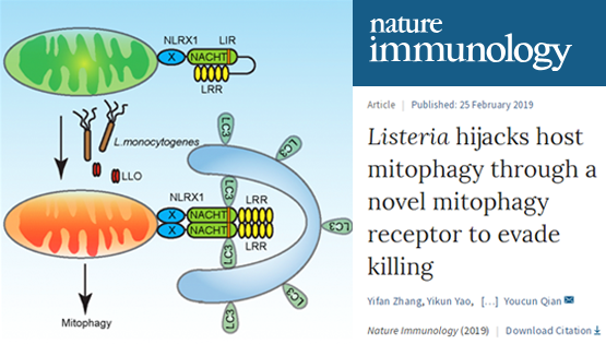 钱友存课题组发现李斯特菌劫持巨噬细胞线粒体自噬新机制