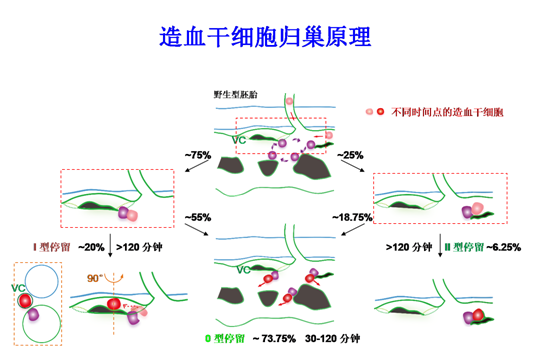 中国科学家首次揭秘新生造血干细胞在体归巢全过程
