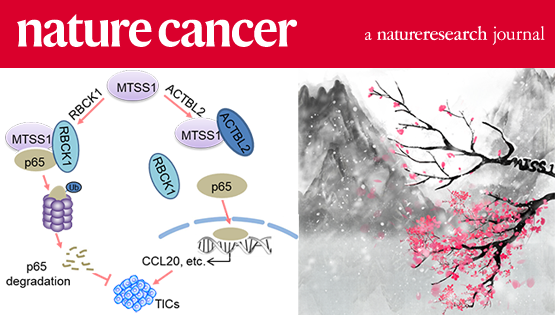 胡国宏研究组发现乳腺癌起始细胞调控的新机制