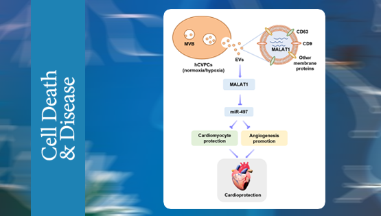 杨黄恬研究组揭示人胚胎干细胞衍生心血管前体细胞胞外囊泡的心脏保护作用及机制