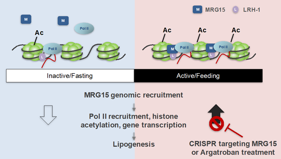 丁秋蓉研究组发现节律性调控染色质重塑和脂代谢基因表达的分子开关