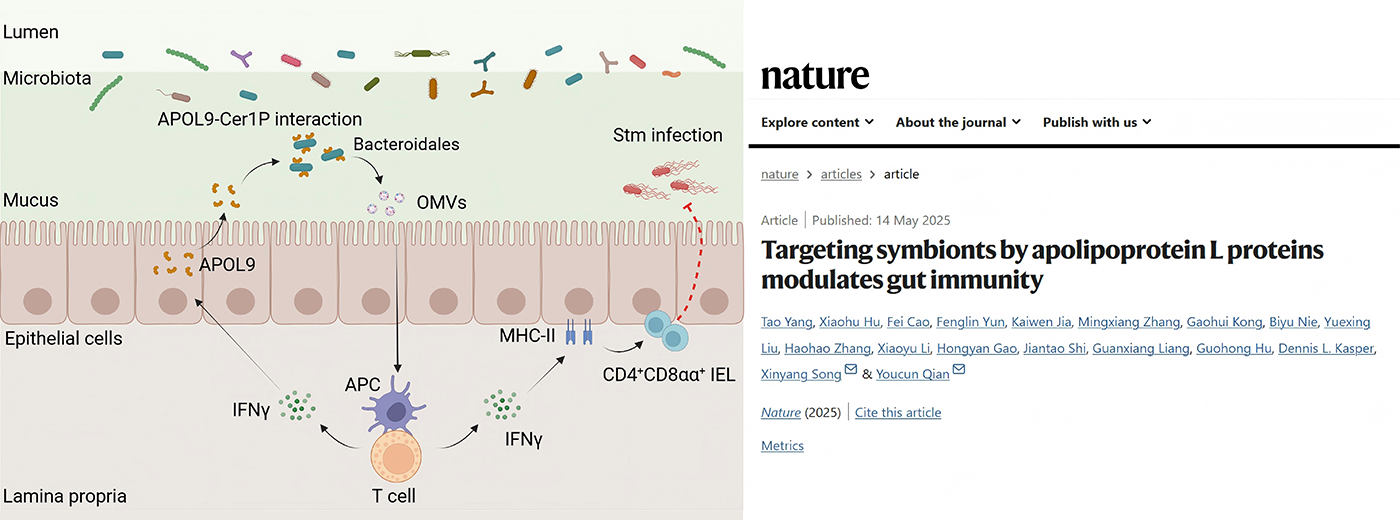 Nature|营养与健康所钱友存研究组合作揭示新型载脂蛋白-共生菌鞘脂互作调控肠道黏膜稳态新机制