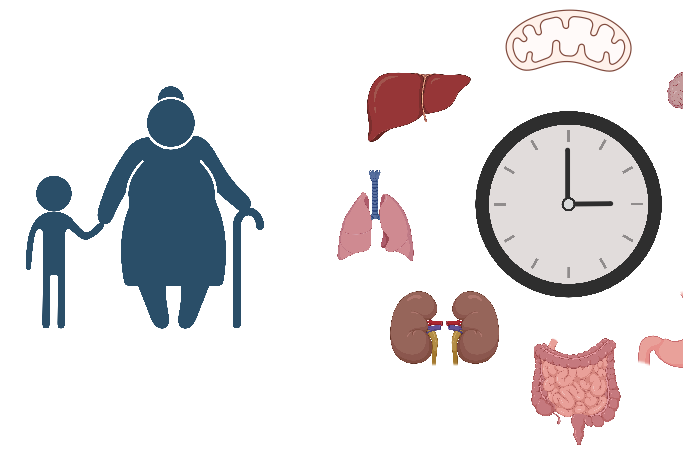 你的器官在偷偷变老？科学家发现人体内藏着两套“衰老计时器”