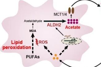 癌细胞的代谢“策反” | 科技前线