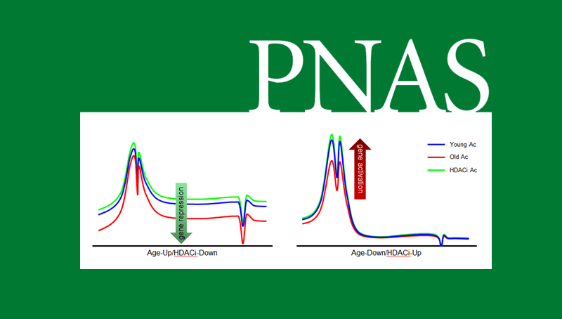 韩敬东研究组揭示组蛋白乙酰化对大脑炎性衰老相关基因抑制的新模式