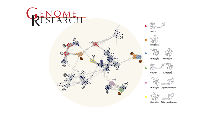 Philipp Khaitovich研究组揭示基因在灵长类脑区的空间表达和调控