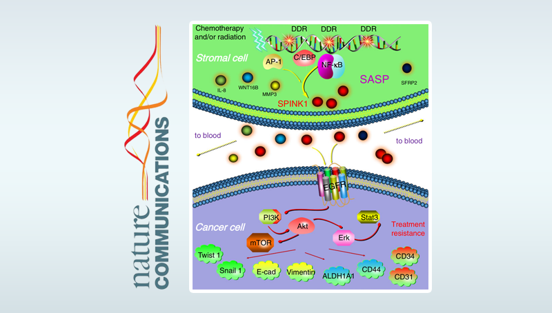 孙宇研究组发现微环境中衰老细胞导致临床治疗抵抗的新机制