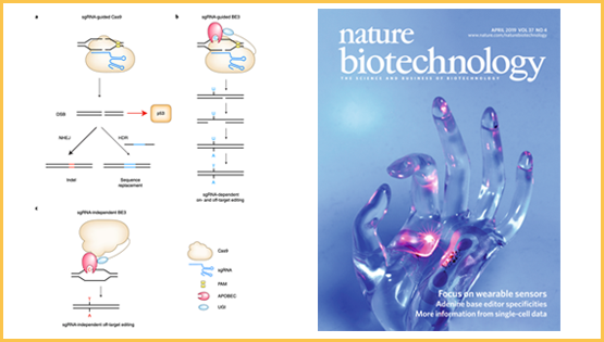 杨力研究组发表“新闻与视角”论文提出基因编辑领域发展新方向