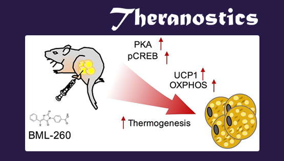 丁秋蓉研究组发现一种绕丹宁衍生物可调控脂肪产热