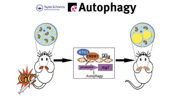郭非凡研究组揭示糖皮质激素诱导棕色脂肪白色化的作用与机制