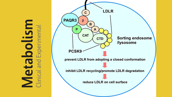 陈雁研究组发现调控血液胆固醇水平的新机制
