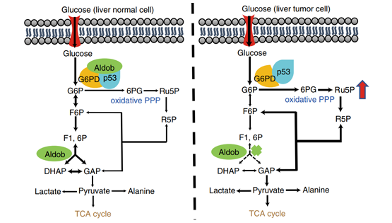 尹慧勇研究组合作发现调控肝癌代谢重编程的新机制
