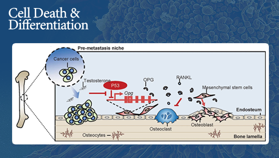 王莹、时玉舫研究组合作发现p53通过调控OPG影响间充质干细胞成骨分化以及肿瘤相关骨骼重塑的新机制