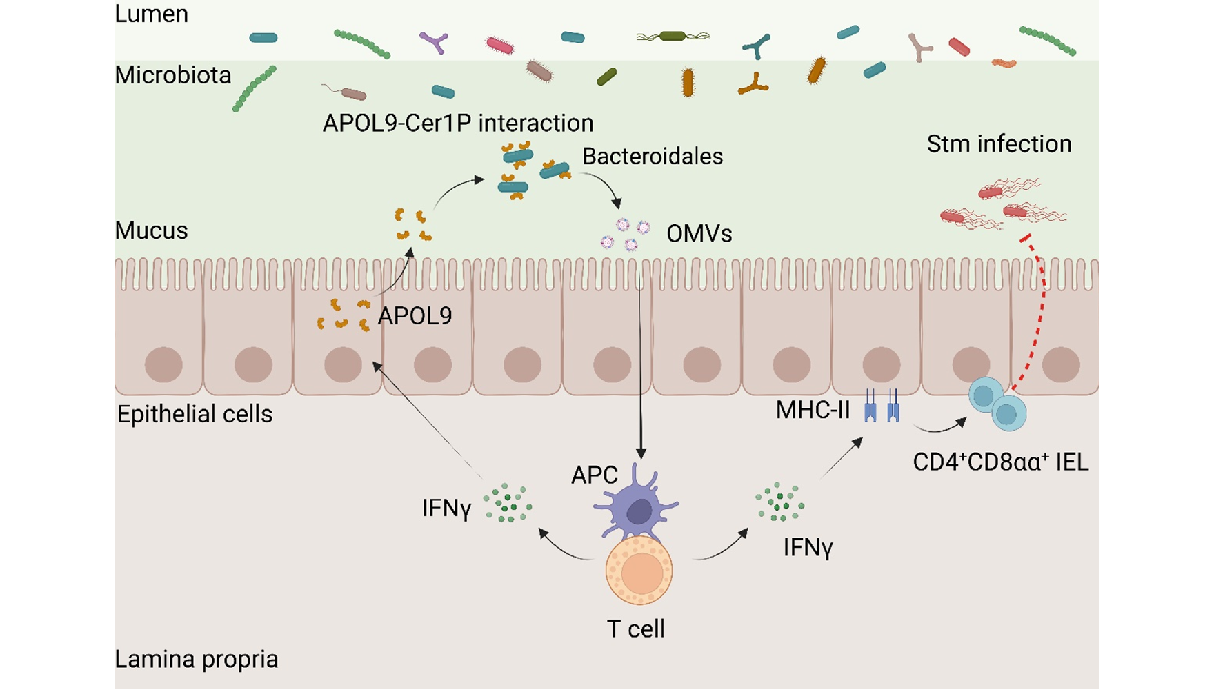 Nature|营养与健康所钱友存研究组合作揭示新型载脂蛋白-共生菌鞘脂互作调控肠道黏膜稳态新机制