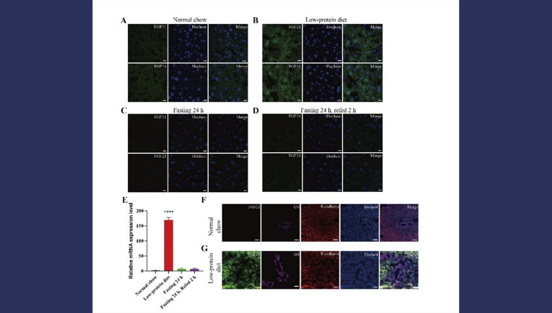 营养与健康所陈雁研究组利用报告基因小鼠模型揭示FGF21响应饮食方式的表达特征