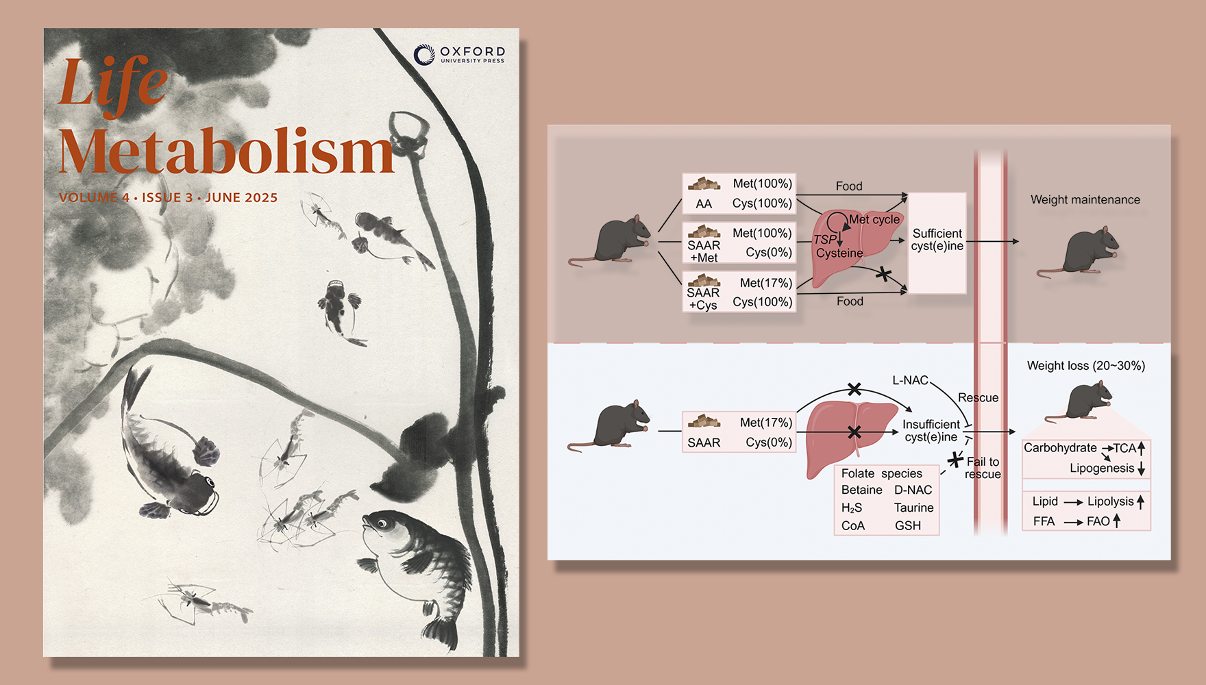 杨立峰研究组合作揭示含硫氨基酸限制饮食可促进减脂减重改善健康