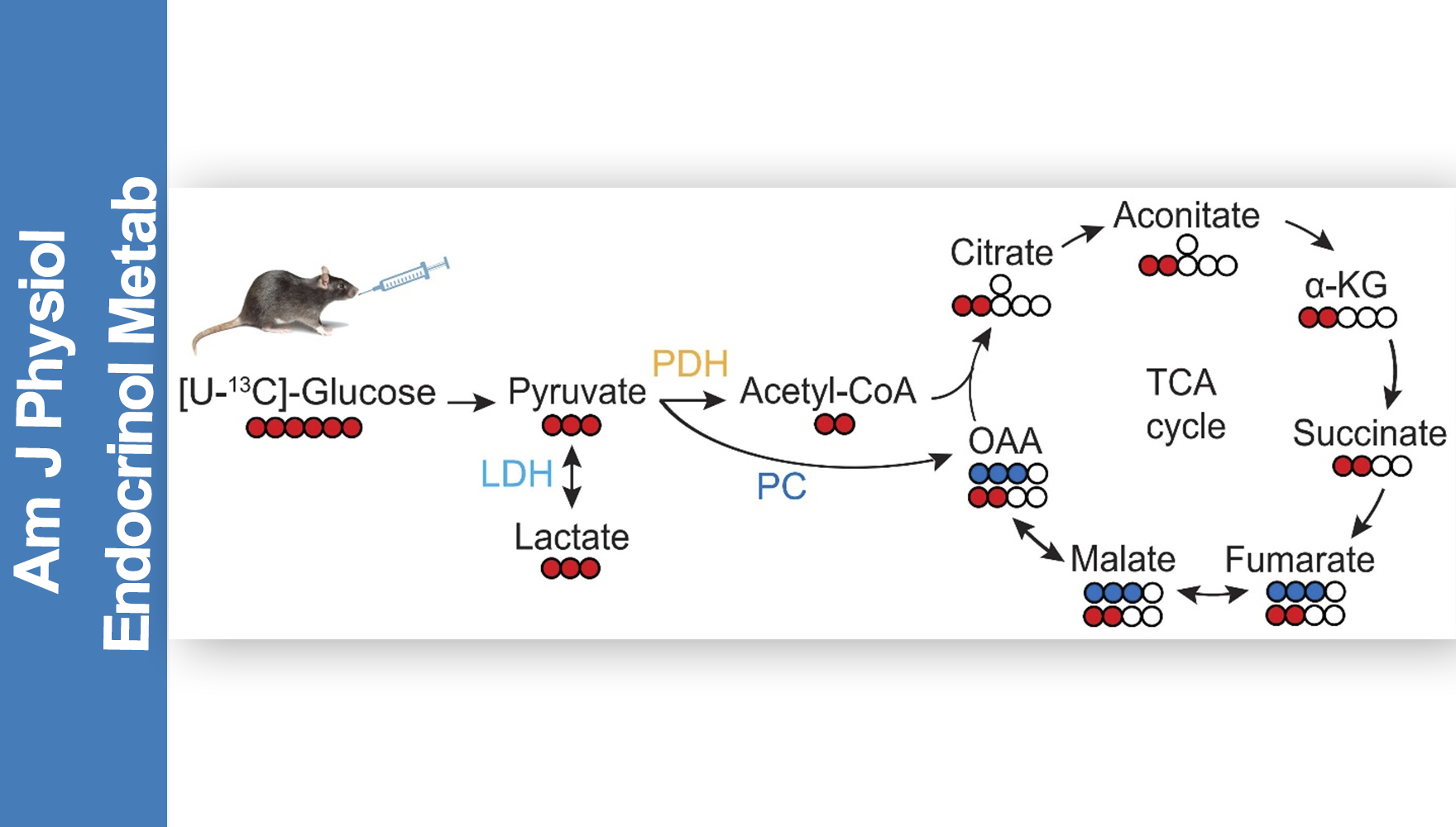 营养与健康所陈雁研究组发现肠道葡萄糖代谢的性别差异及其与血糖稳态的关系