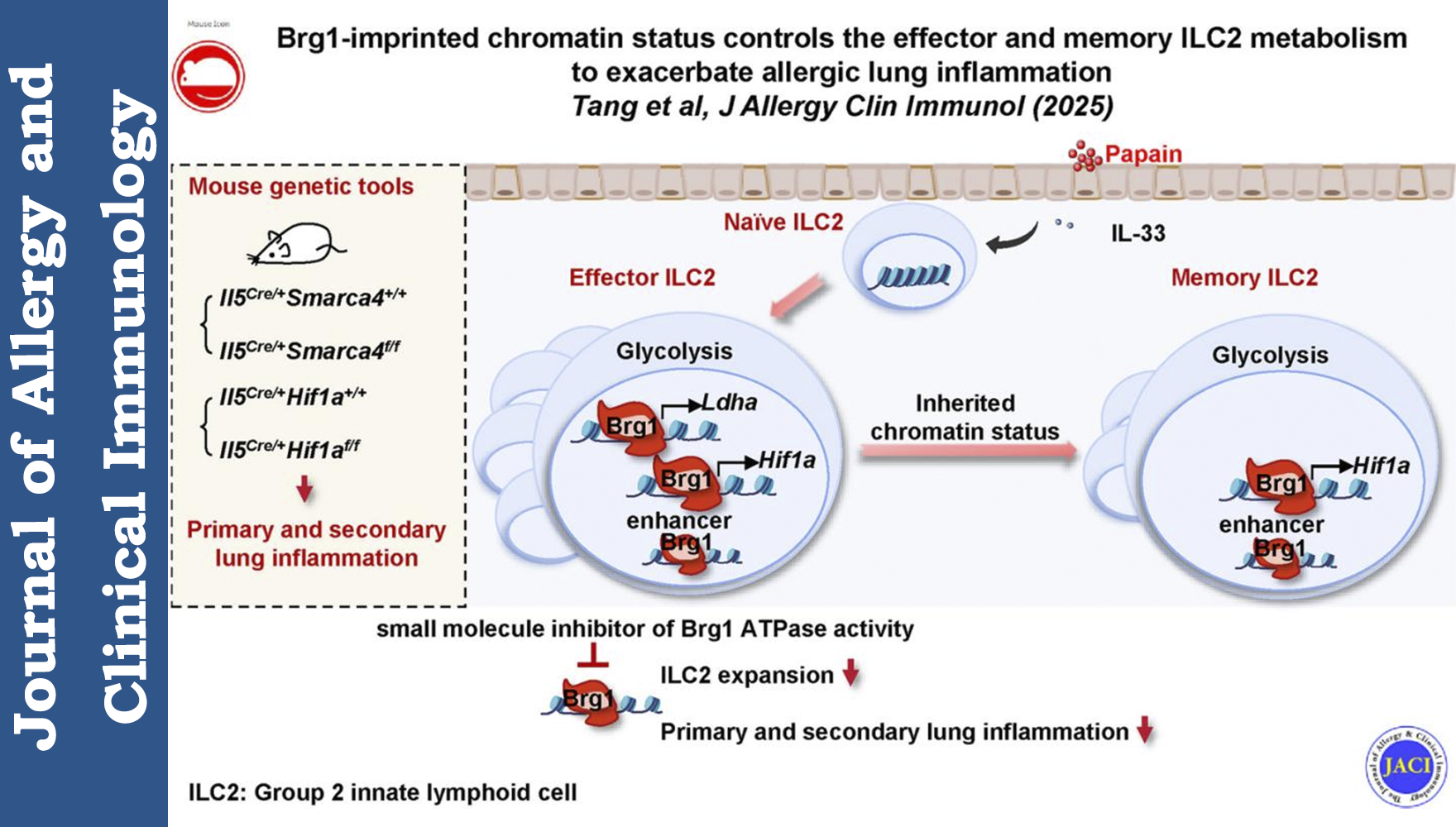 营养与健康所邱菊与秦骏研究组合作揭示染色质重塑因子Brg1加剧过敏性肺部炎症的分子机制