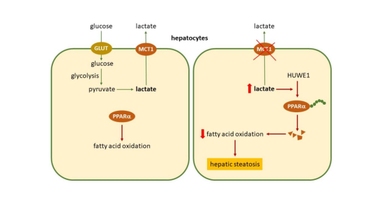 营养与健康所陈雁研究组发现肝脏中MCT1介导的乳酸转运参与调控小鼠肥胖和肝脏脂肪变性