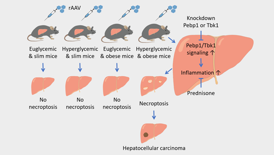 营养与健康所翟琦巍研究组揭示预防肥胖的糖尿病人肝癌发生的新思路以及AAV基因治疗的新问题