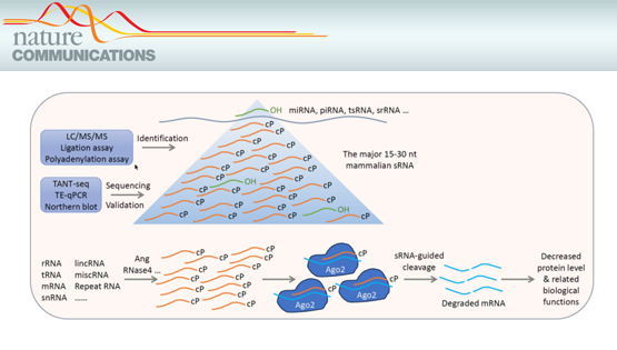 营养与健康所翟琦巍研究组发现哺乳动物15-30nt主要小RNA及其产生机制和功能