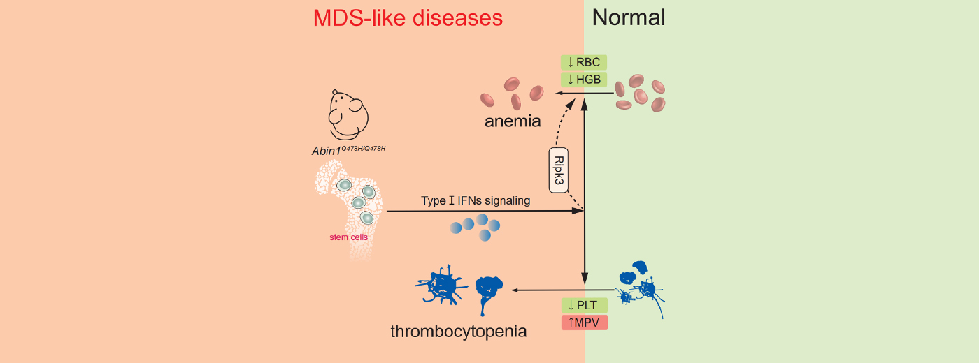 营养与健康所章海兵研究组合作揭示ABIN1蛋白通过I-型干扰素信号调控造血系统发育疾病的新机制