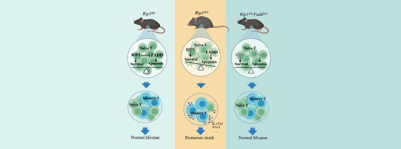 营养与健康所章海兵研究组合作揭示T细胞免疫稳态与衰老的作用关系