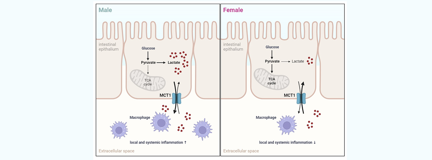 营养与健康所陈雁研究组发现肠道MCT1在介导乳酸转运和调控代谢稳态中的性别差异