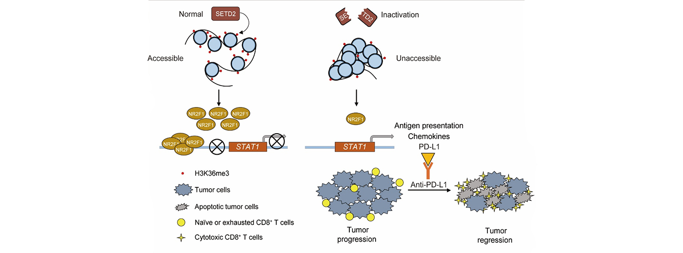 营养与健康所王跃祥研究组合作发现组蛋白甲基转移酶SETD2失活重塑肿瘤免疫微环境和增强免疫治疗疗效的新机制