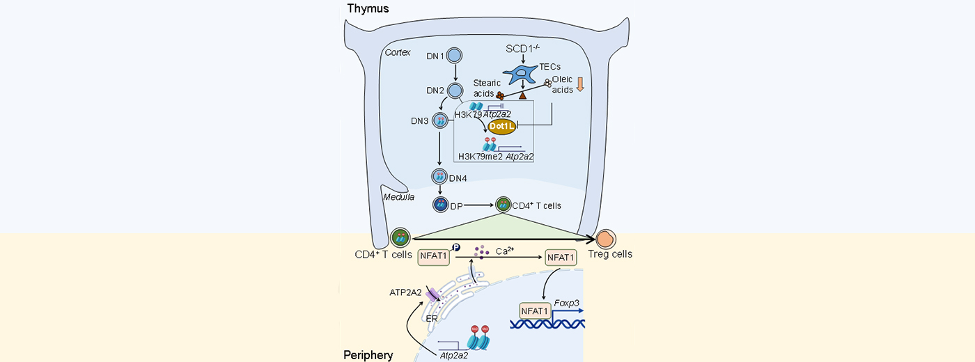营养与健康所组织干细胞与免疫研究组发现调节性T细胞外周分化命运决定的新机制