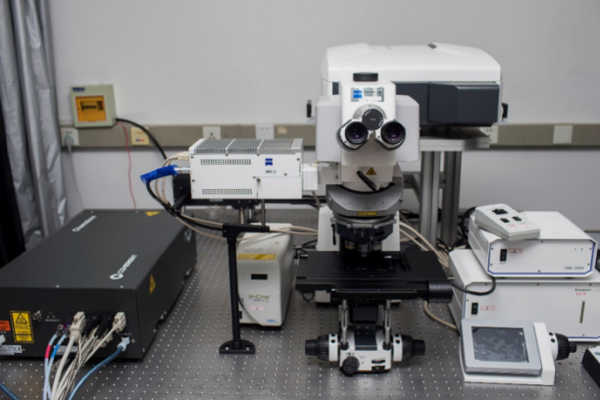 双光子激光扫描共聚焦显微镜LSM 880 NLO