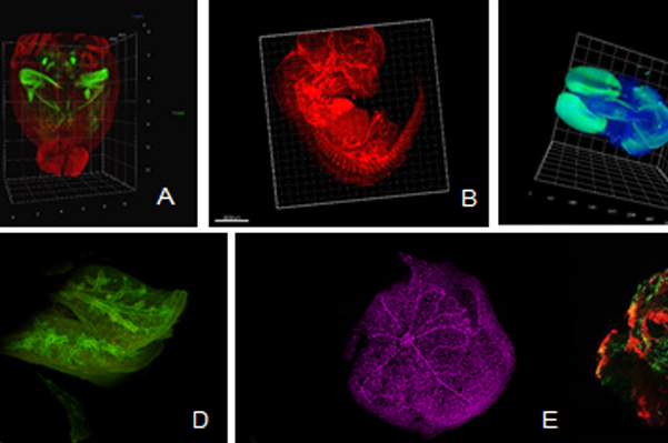 Uli Schwarz量化生物学质量控制平台
