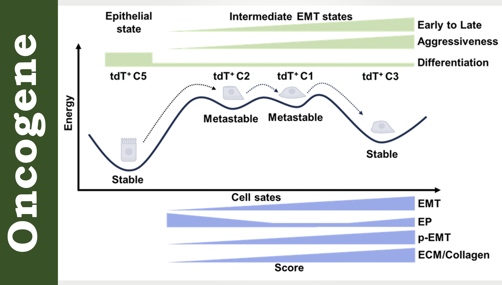营养与健康所应浩研究组合作揭示BRAF<sup>V600E</sup>突变甲状腺癌的肿瘤内功能异质性