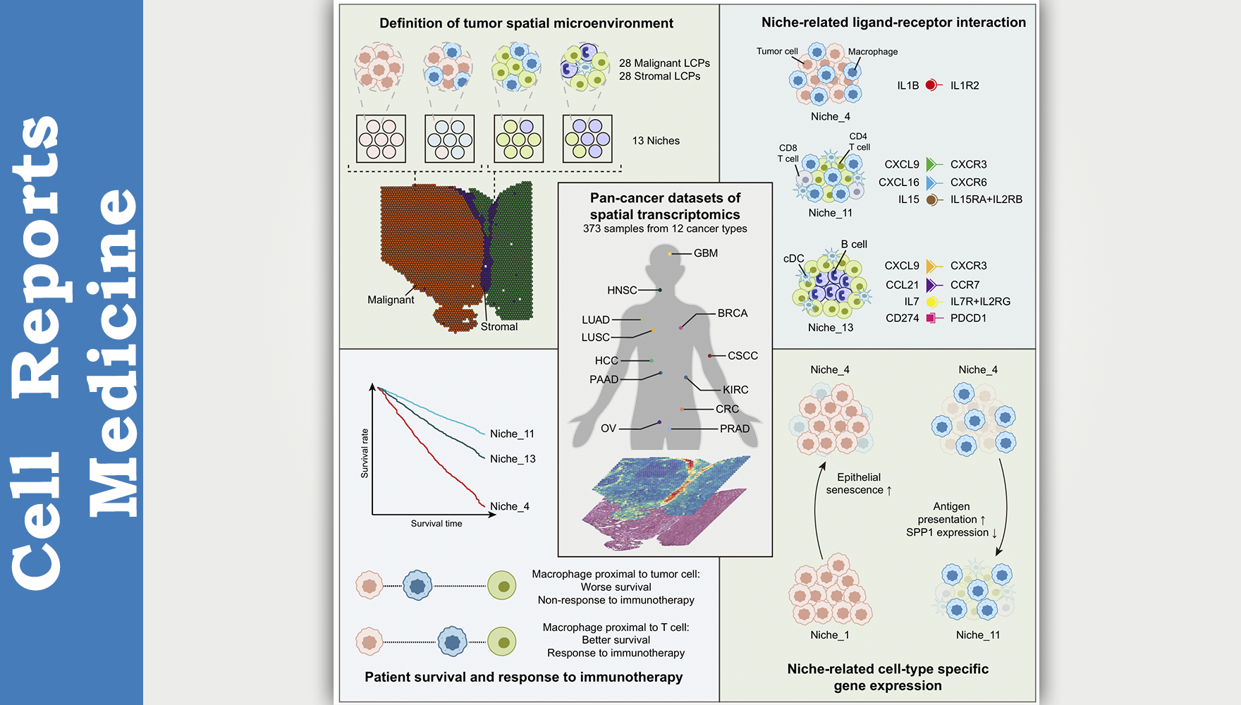 营养与健康所李虹研究组系统解析泛癌微环境的空间组织规律