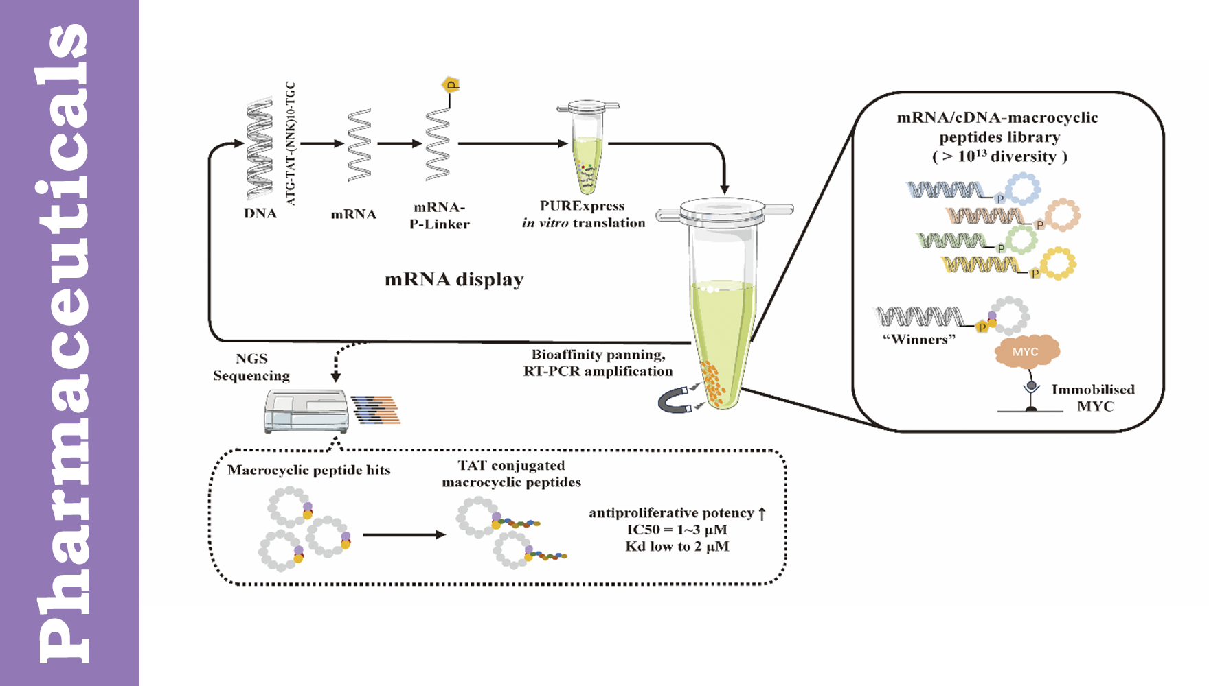 营养与健康所陈雁研究组利用mRNA Display技术发现靶向“不可成药”MYC的大环肽抑制剂，为肿瘤治疗提供新策略